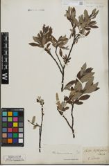 Foto von Salix lapponum L. x Salix silesiaca Willd.